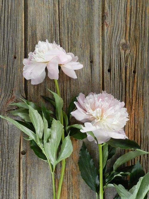 PECHER  LIGHT PINK PEONIES